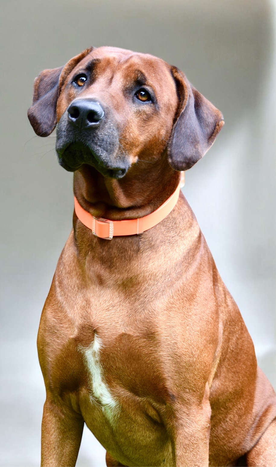 Waterafstotende halsband in neon oranje