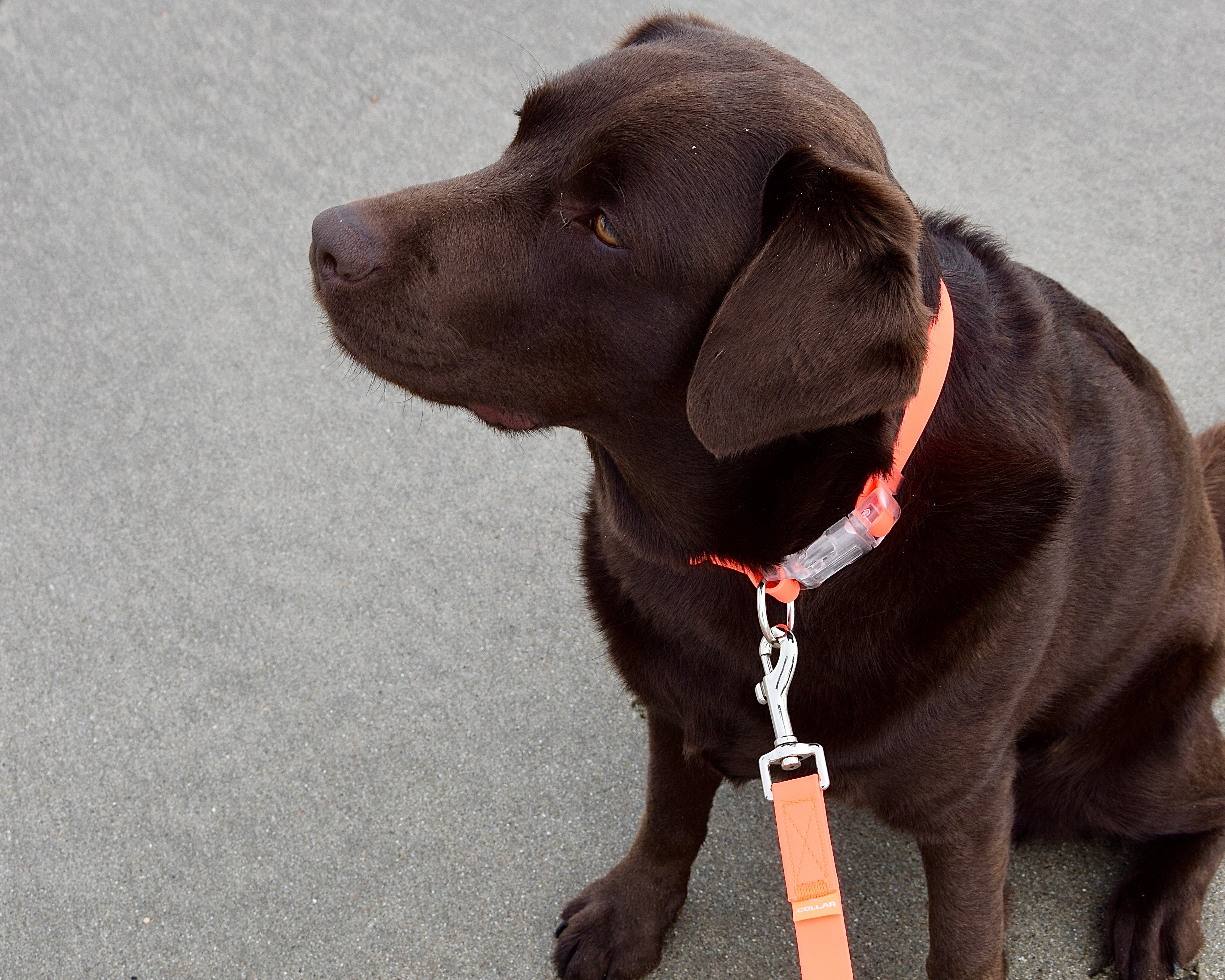 Labrador met waterdichte halsband en leiband